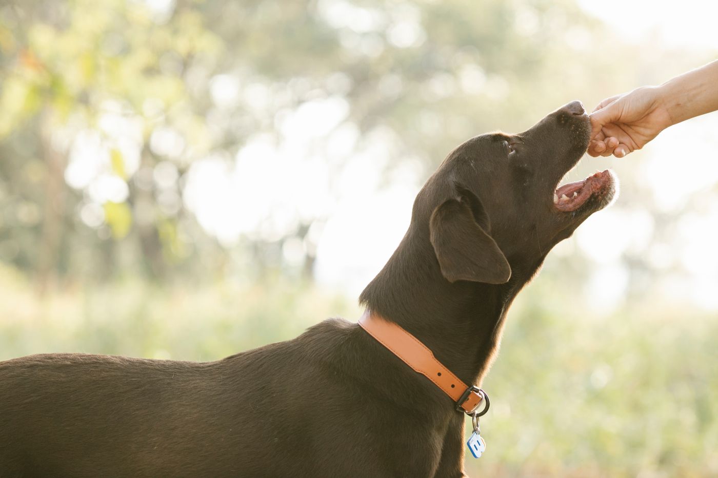Persona dándole un premio masticable a su perro