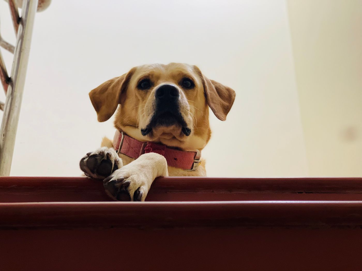 Perro detenido en la escalera