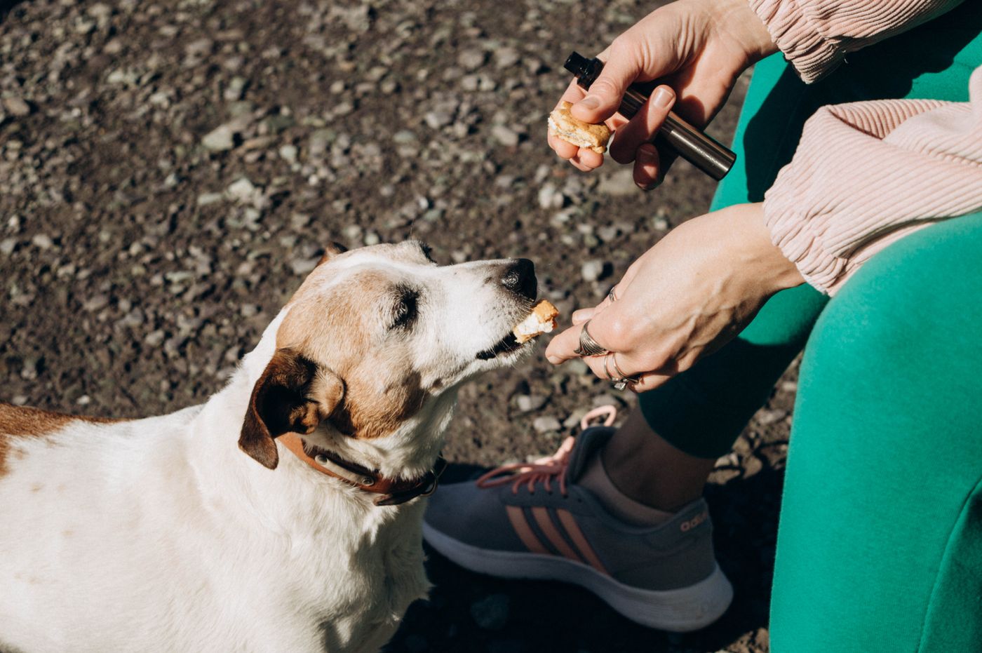 Mano dándole un premio masticable a un perro