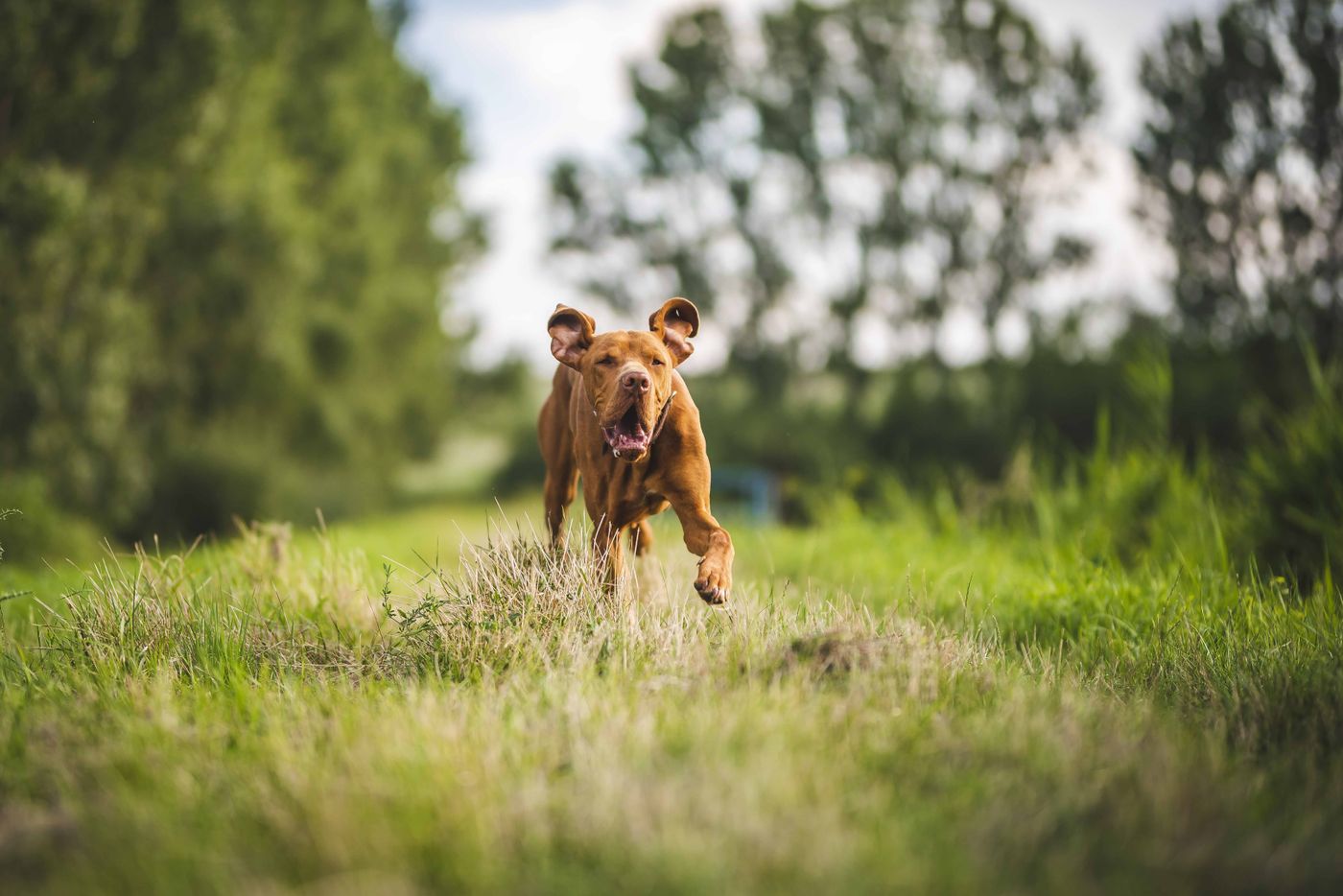 Perro corriendo en el pasto