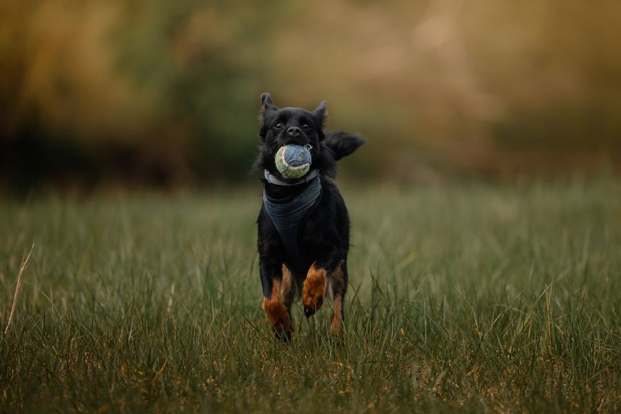 Perro corriendo en el parque