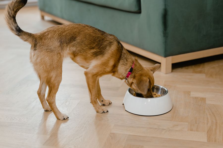 Perro comiendo de su plato